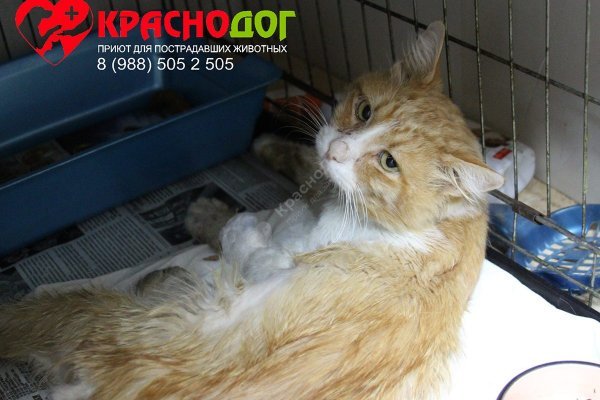 Кракен сайт даркнет зеркало